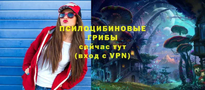 Псилоцибиновые грибы Psilocybe  Кемь 